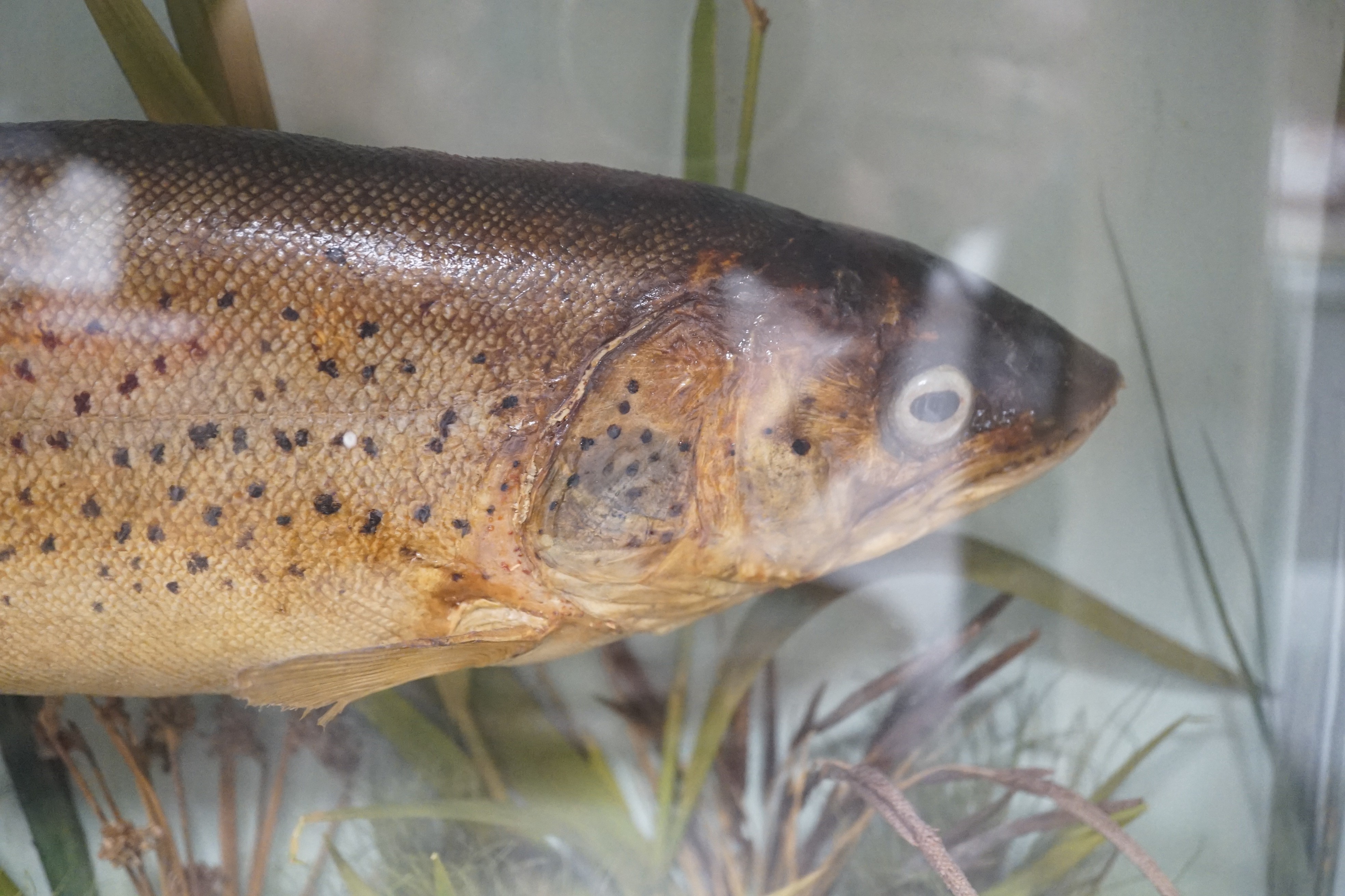 Taxidermy - a 3.5lb Trout caught in the Bure near Horning 1885, cased